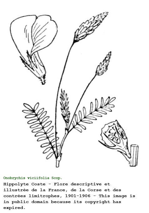 Onobrychis viciifolia Scop.